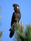 Black Cockatoo