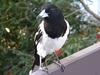 Pied Butcherbird