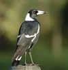Magpie