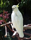 Sulphur Crested Cockatoo
