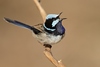 Superb Fairy Wren